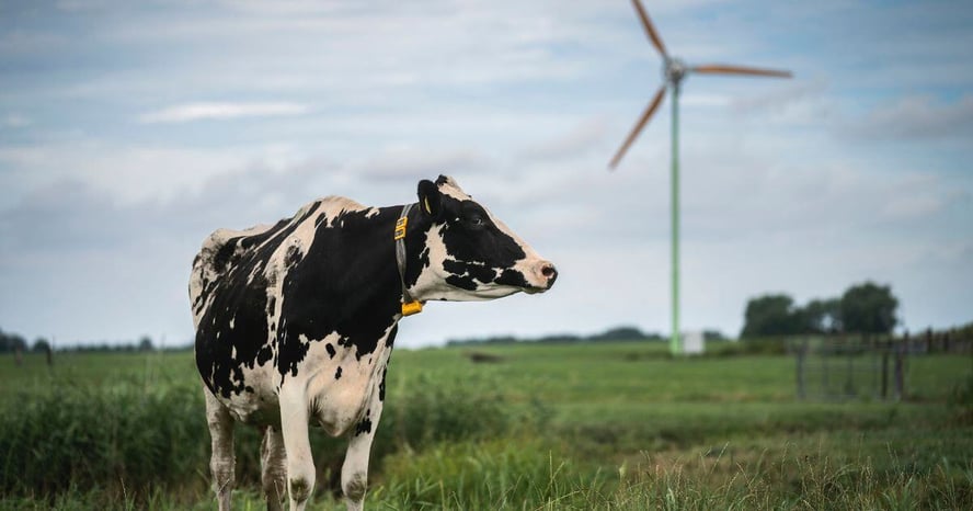 Kleine windmolen op boerenerf bij vee