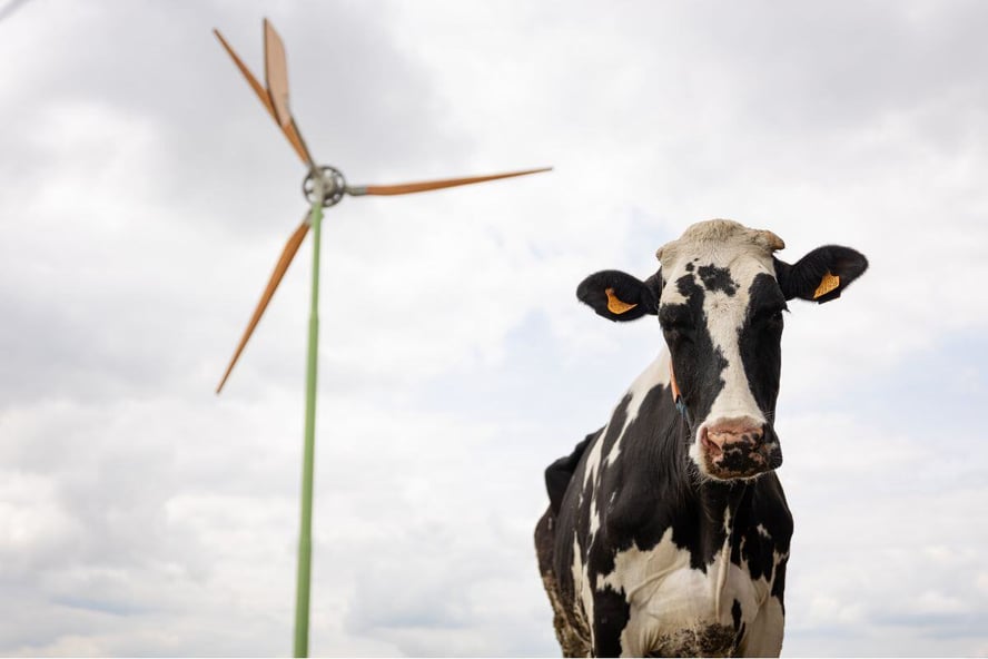 Kleine windmolens melkvee