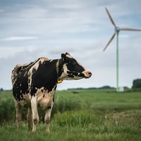 EAZ werkt met boerenverstand