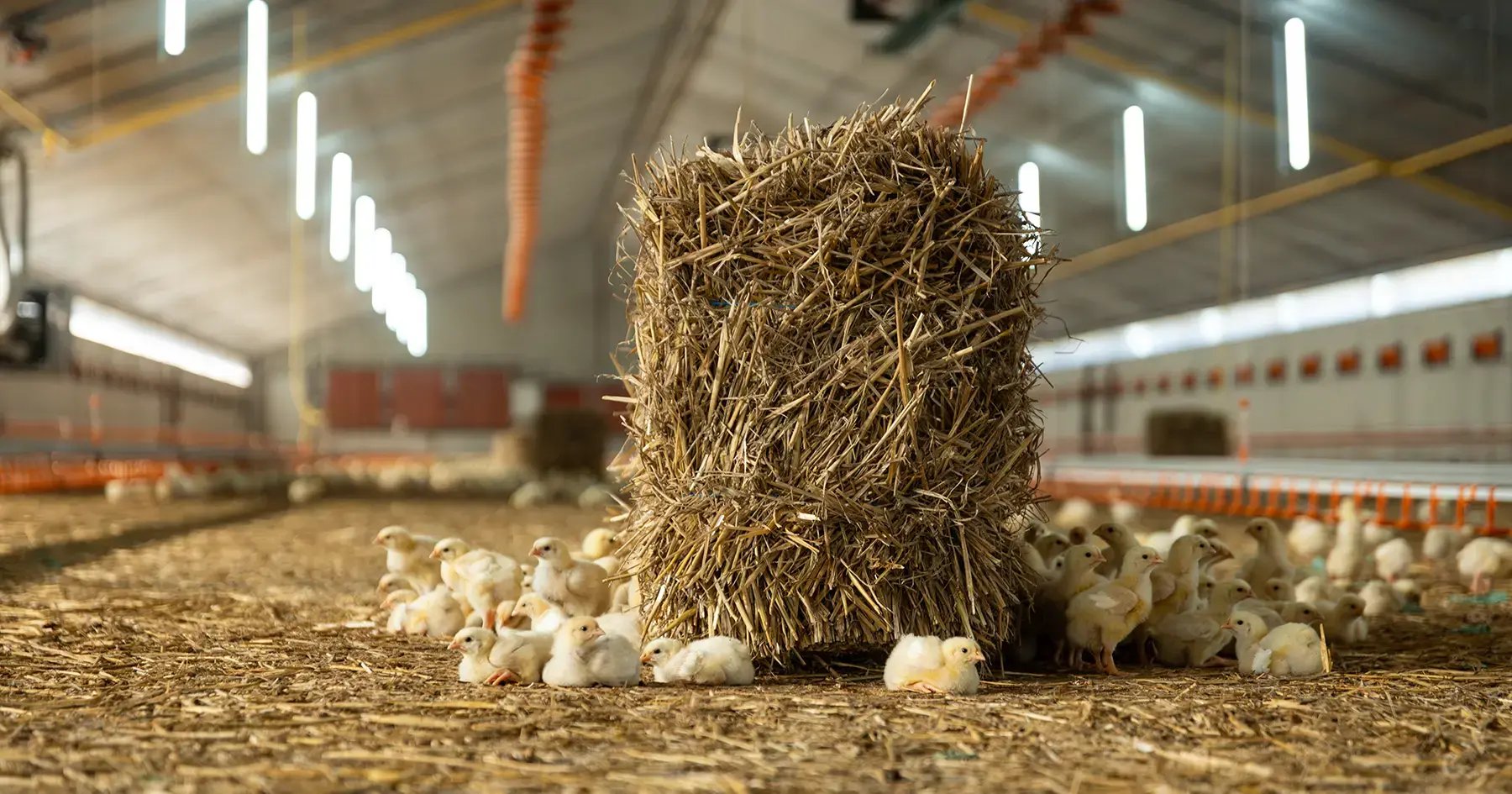 Pluimveehouder Busz ventileert zijn kuikens met