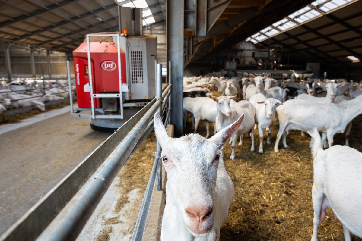 Voerrobot voor geiten wordt voorzien van energie dankzij kleine windmolen