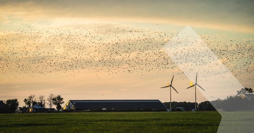 Vögel meiden kleine Windkraftanlagen.