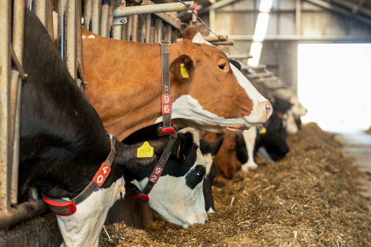 Zelfvoorzienende boerderij met windenergie